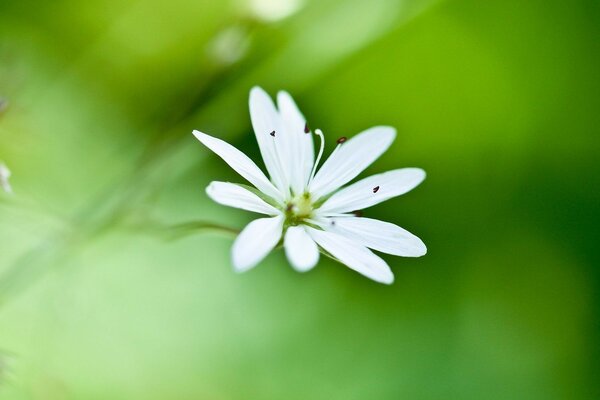 زهرة بيضاء حساسة على خلفية خضراء اطلاق النار الكلي