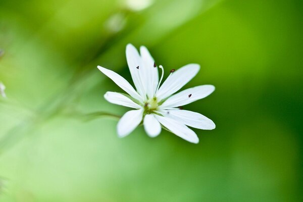 Flor delicada blanca sobre fondo verde macro tiro