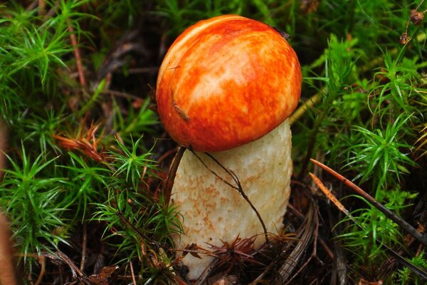 Aspen mushroom in forest moss