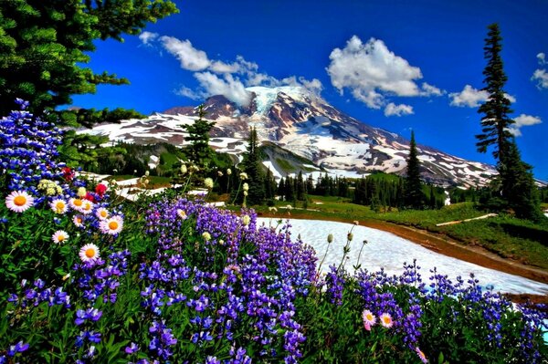 Naturlandschaft Straße Blumen Schnee Berge