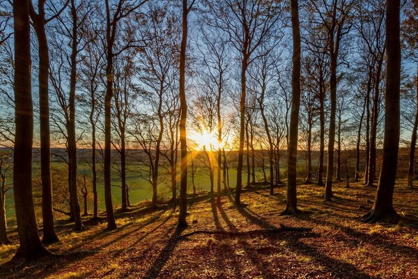 Début de la journée dans les bois. Horizon