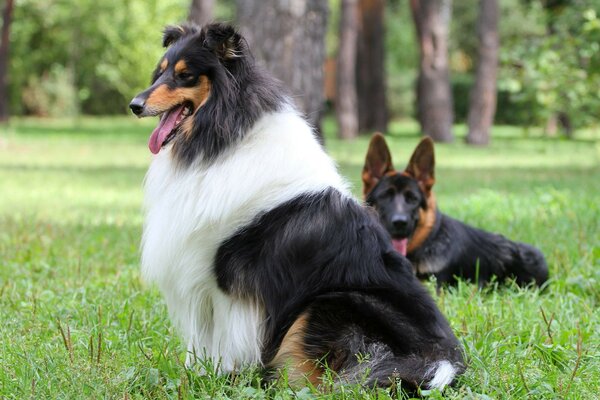 Dogs relax in a cozy park