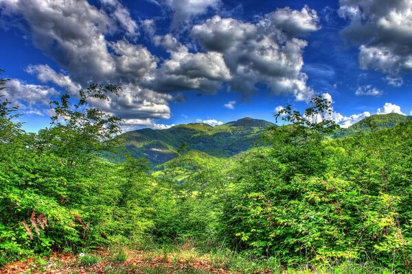 风景。 山的背景上的绿色森林