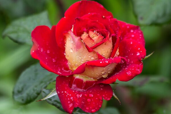 Rosa roja emblema del amor