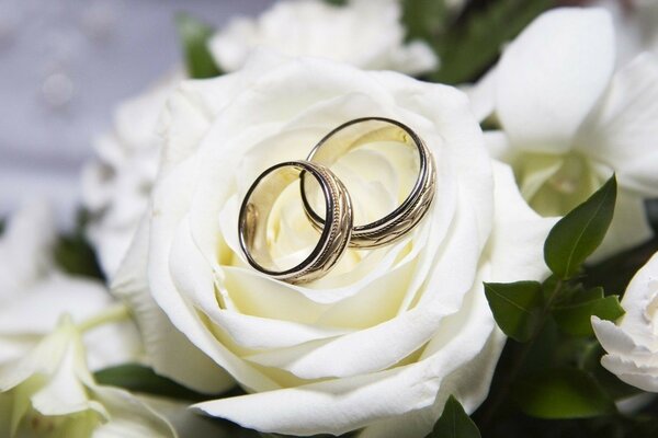 Hochzeit romantische Rose mit Ringen