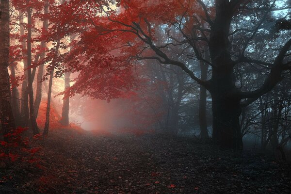 Forêt sombre avec Photoshop rouge