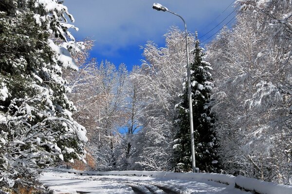 Schneereicher Winter im Park.Weihnachtsbäume und Schnee