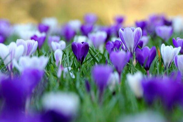 Delicada y hermosa floración de campanillas de invierno lila