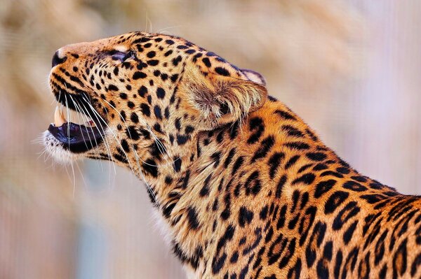 Força e graça. Leopardo na natureza