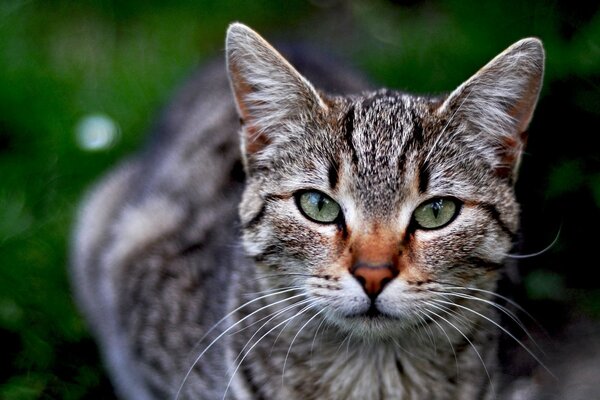 A beautiful cat in nature