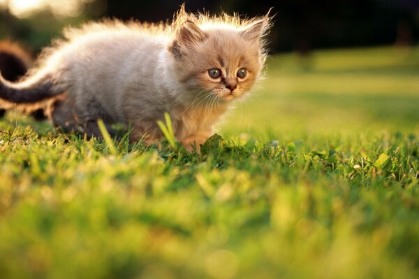 Chat mignon sur l herbe verte