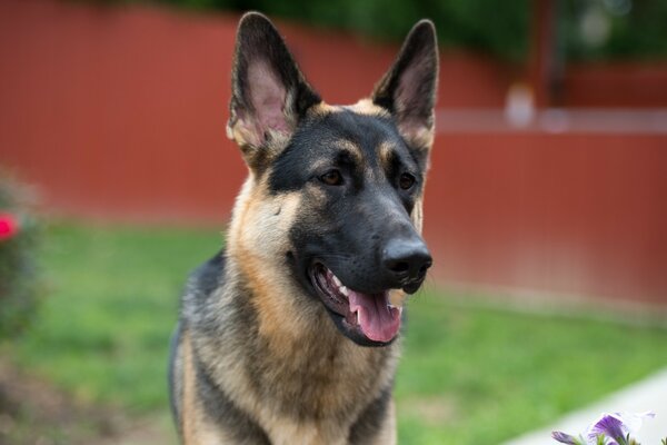 Bahçede genç bir Alman Çoban köpeği