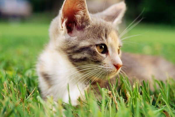 A kitten is resting on a green meadow