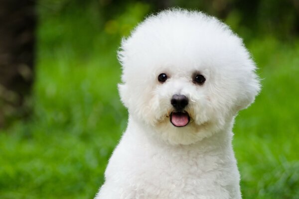 Cute white dog on the grass