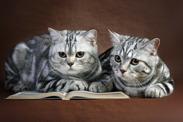 Dos gatos leen un libro