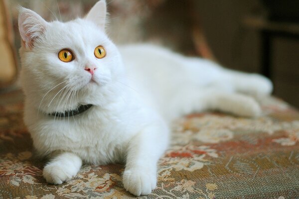 Gato blanco con ojos anaranjados