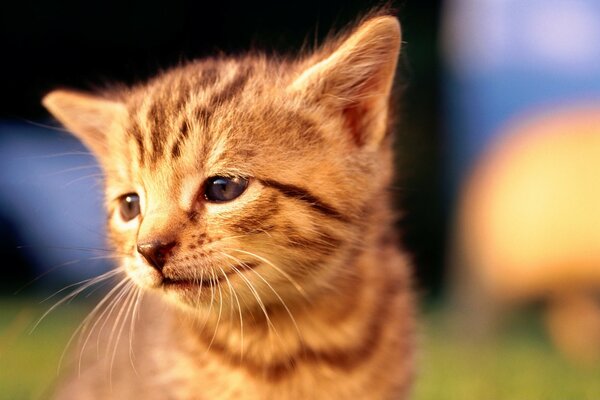 Gatinho vermelho em um fundo desfocado