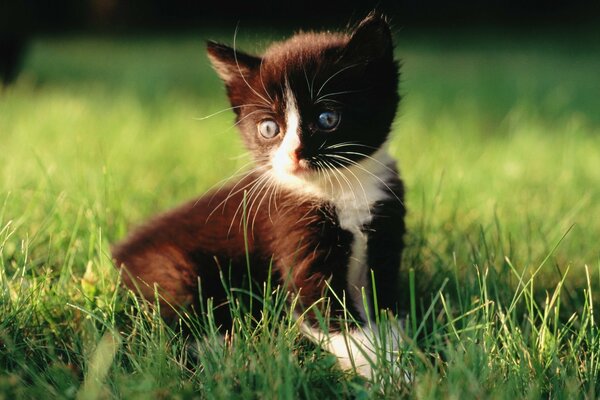 A black kitten is sitting in the grass