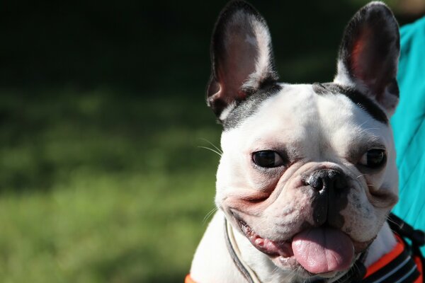 The cheerful dog stuck out his tongue