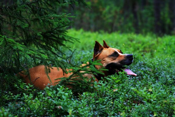 A brown dog in nature. The dog next to the Christmas tree