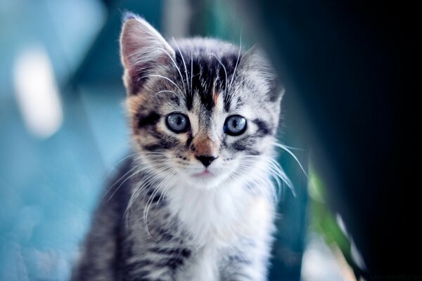 O gatinho olha com muito cuidado