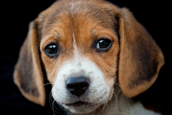 O focinho de um cachorro pequeno com orelhas compridas