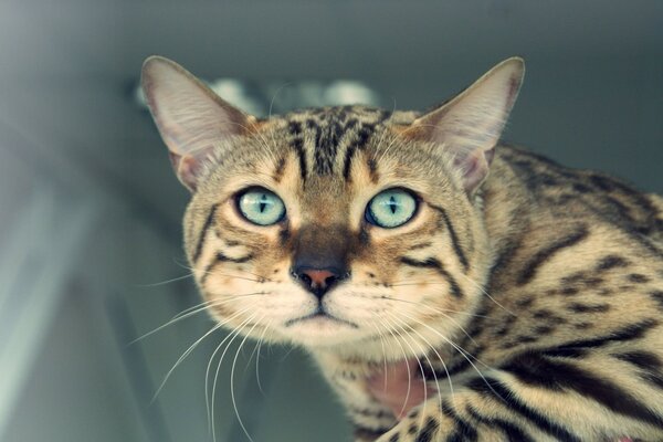 Blue-eyed striped beautiful cat