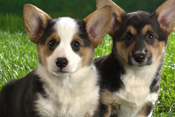 Dos de las hermanas más lindas perrito