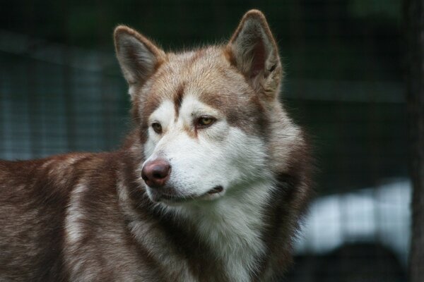 Brown cute husky looks to the left