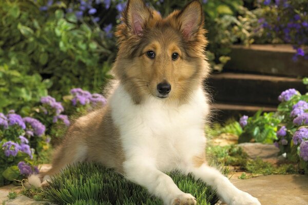 A beautiful collie lies against the background of a flowerbed of purple flowers