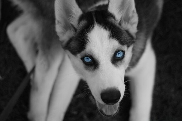 Schwarz-Weiß-Husky mit blauen Augen