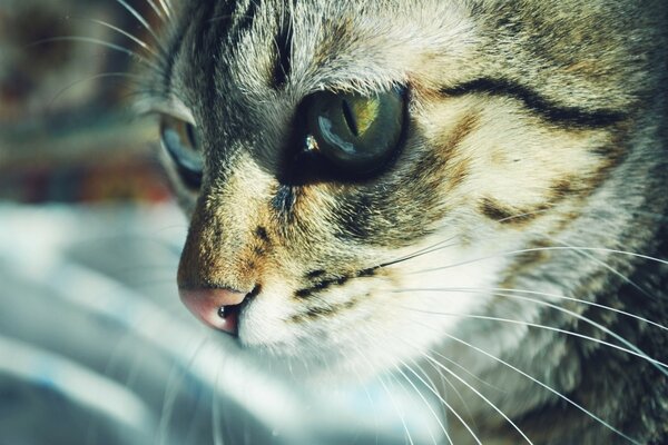 Le silence du chat suggère des pensées intelligentes