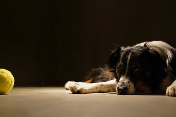 A black and white dog lies next to a yellow ball