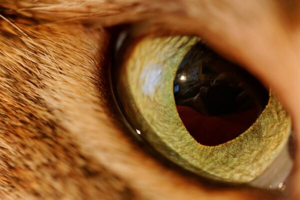 Cat s eye close-up