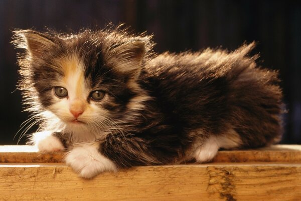 Pequeño gatito peludo hermoso