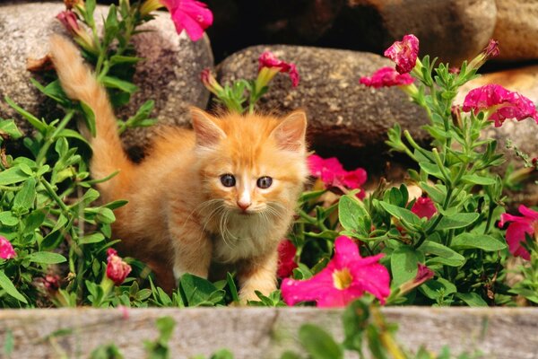 Gatinho vermelho sai do canteiro de flores com petúnias