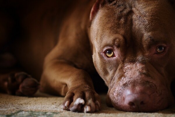 उदास आँखों वाला कुत्ता कालीन पर पड़ा है