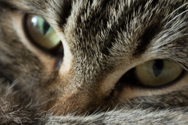 Close-up of cat s eyes