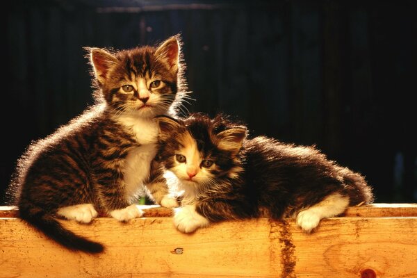 Cute newborn kittens