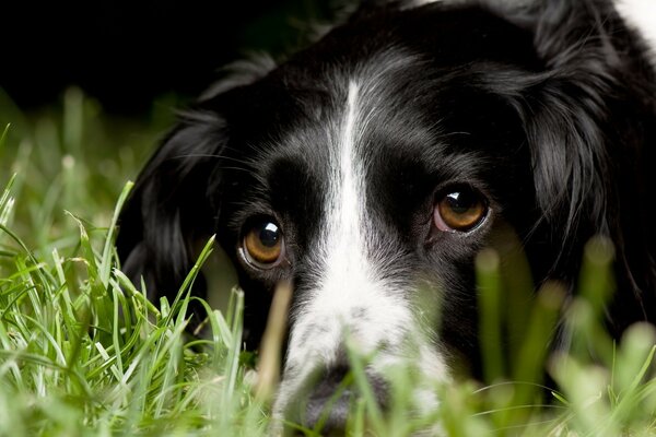 A black dog looks at the parachutists