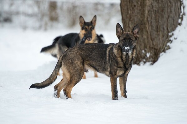 Forest Shepherds welcome guests