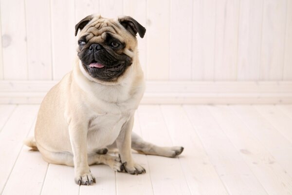 Süße lustige französische Bulldogge