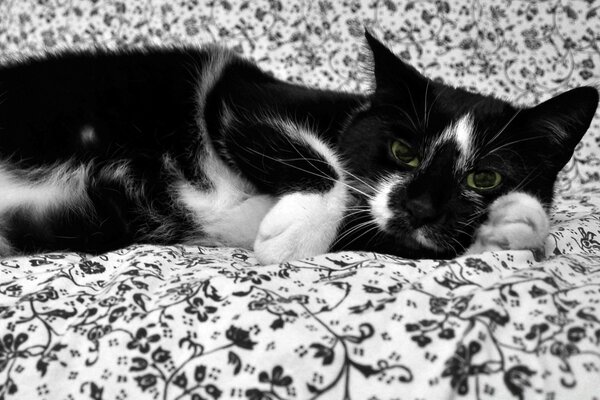 Cute cat is resting on the couch