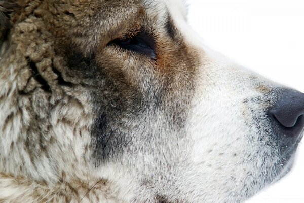 Profil eines großen pelzigen Hundes