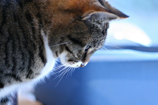 Sur un fond bleu chat regardant vers le bas