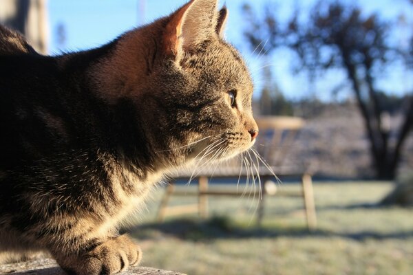 Schnurrende Katze wärmt sich in der Sonne