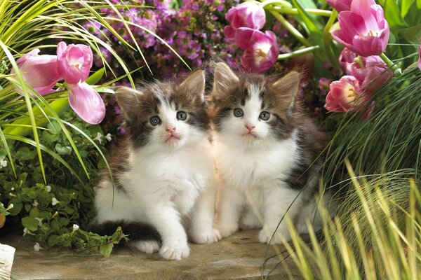 Gatitos lindos en el Jardín de flores