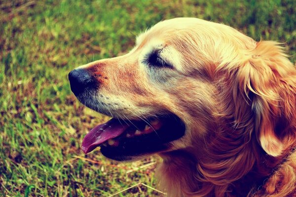 The muzzle of a dog with a protruding tongue