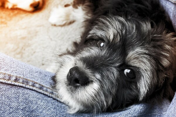 A black and white dog is lying on jeans