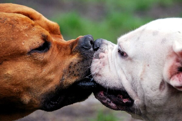 Hot kiss of loving dogs